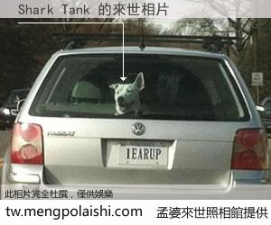 Shark Tank 來世的未來相片