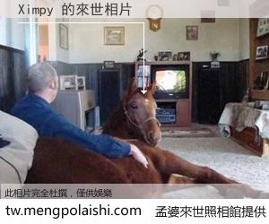 Ximpy 來世的未來相片