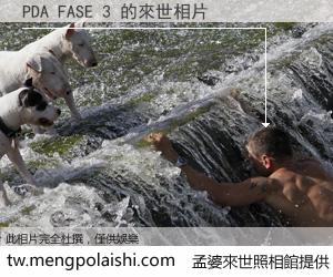 PDA FASE 3 來世的未來相片