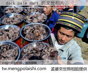 dark palm dart 來世的未來相片