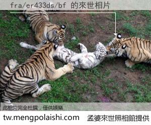 fra/er433ds/bf 來世的未來相片