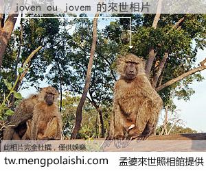 joven ou jovem 來世的未來相片