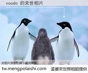 voodo 來世的未來相片