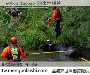 wwtop taobao 來世的未來相片