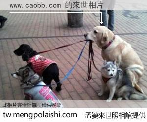 www.caobb.com 來世的未來相片