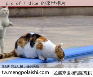 pic of 1 dice 來世的未來相片
