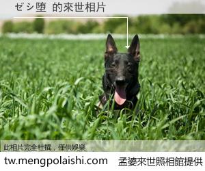 ゼシ堕 來世的未來相片