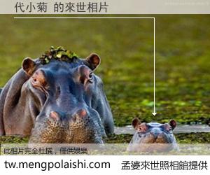 代小菊 來世的未來相片