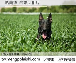 哈蘭德 來世的未來相片