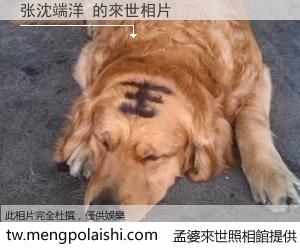 张沈端洋 來世的未來相片