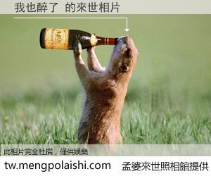我也醉了 來世的未來相片