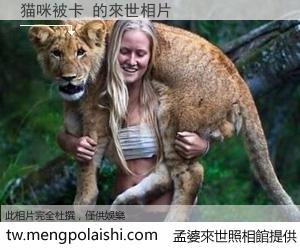 猫咪被卡 來世的未來相片