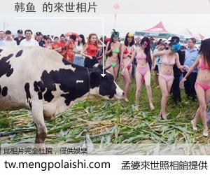 韩鱼 來世的未來相片