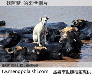 魏阿慧 來世的未來相片