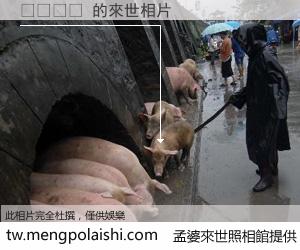 써칭하다 來世的未來相片