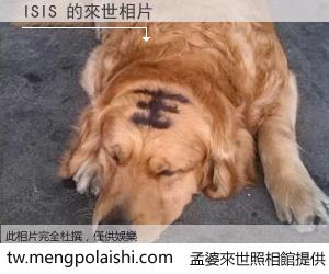 ISIS 來世的未來相片