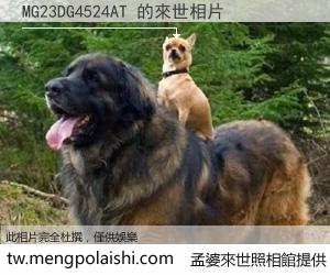 MG23DG4524AT 來世的未來相片