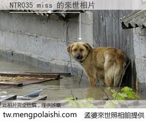 NTR035 miss 來世的未來相片