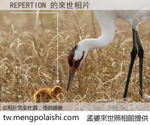 REPERTION 來世的未來相片