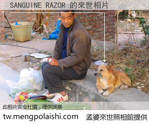 SANGUINE RAZOR 來世的未來相片