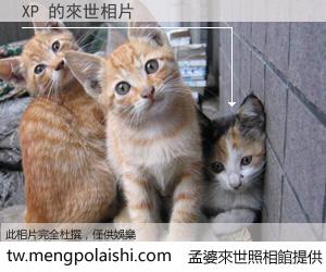 XP 來世的未來相片
