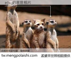 adc 來世的未來相片