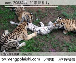 com.2053&#x 來世的未來相片