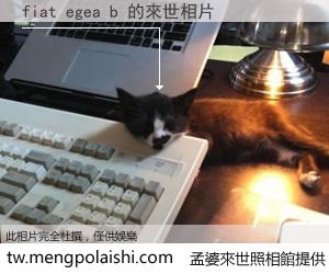 fiat egea b 來世的未來相片