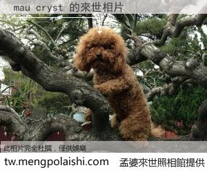 mau cryst 來世的未來相片