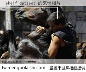 shelf dataset 來世的未來相片