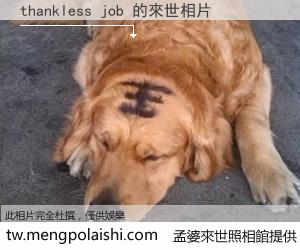thankless job 來世的未來相片