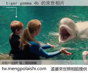 tiger gemma 4b 來世的未來相片