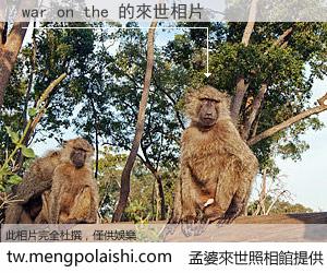 war on the 來世的未來相片