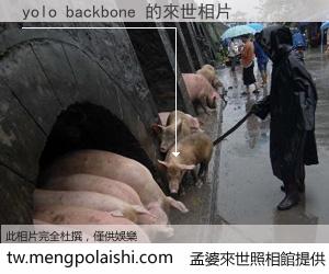 yolo backbone 來世的未來相片