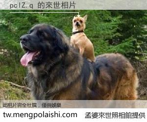 pclZ.q 來世的未來相片