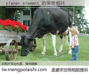 planar element 來世的未來相片