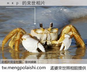 нкр 來世的未來相片