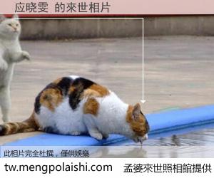 应晓雯 來世的未來相片