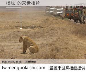 杨贱 來世的未來相片