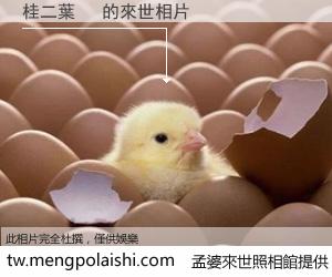 桂二葉　 來世的未來相片