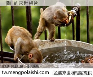 陶 來世的未來相片